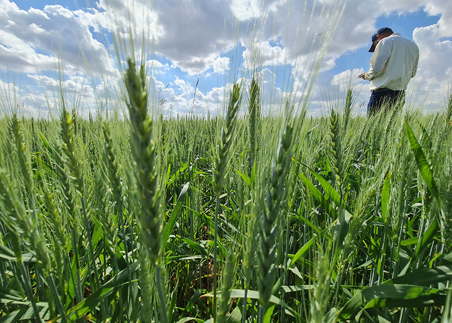 Plataforma Trigo no Brasil retrata a cadeia produtiva do cereal